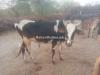 Australian bull