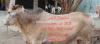 Qurbani 2025 bull by weight or by rate
