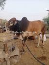 Sale Bull all pakistan