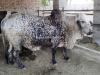 Bull for eid930 Kg,25 mann weight