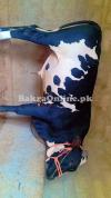 bull for sale for qurbani...