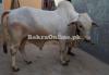 Cholistani white nukra bull for Qurbani