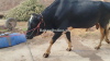 Frezian Bull for Sale