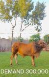 Sahiwal breed organic feed bull fir sale excellent hieght and weivht