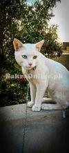 Adorable White Double-Eye Cat