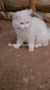 cat tripple coated for sell