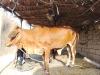 A Cow is for Sale