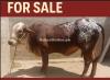 Cow Qurbani Cow for Sale – Healthy & Strong گھر کی پالی ہوئی، پُرسکون