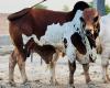 Cow for qurbani