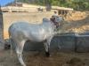 Qurbani Dand 4.5 maan weight