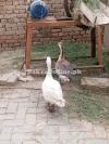 I want to sell the pair of ducks