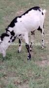 Bakra for Qurbani