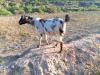Desi KPK Mountain Bakra 2025 Desi KPK Mountain Bakra 2025