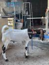 2 dant khassi bakra for sale 2 dant khassi bakra for sale