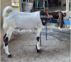 perfect solution for Qurbani perfect solution for Qurbani