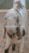 1 saal ka Beetal Mix Qurbani Bakra - 50kg+ Wazan