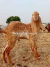 Pure Makhi cheena bakra for sale