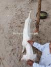 EID Qurbani Bakra Sate
