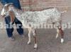 bakri with 2 bacha sale for urgent