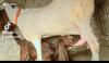 Beautiful Female with female kid available for sale