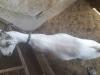 Bakra for sale in just Rs 160000