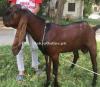 desi betal for sale