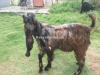 desi betal bakray