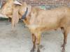 Desi Bakra for Qurbani