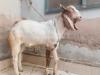 Bakra for Eid sale