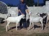 Qurbani Bakra For Sale