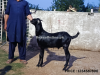 Desi Bakra For Qurbani