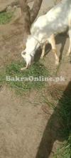 Bakra white, two teeth