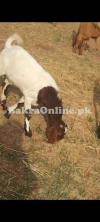 Sale Goat all pakistan