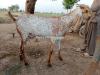 Bakra for Qurbani