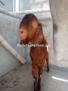 sale for bkra for qurbani eid ul aiza
