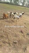 Sale Goat all pakistan