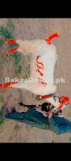 2 Qurbani ky bakry for sale