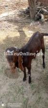 Desi bakra  homemade