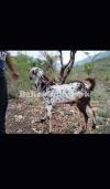 برائے فروخت - صحت مند، خوبصورت، مناسب ریٹ