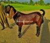 Rajanpuri bakra