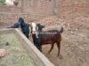 قربانی کے بکرے اور مینڈھے وزن کے حساب سے 1700 روپے کلو