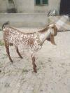 4 Dant Bakra For Sale