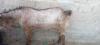Bakra for sale heavy weight