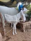 Gulab Bakri for sale