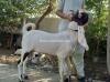 Kamori Bakra for sale