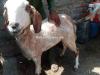 goats for sale eid ur adha