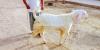 Bakra for Qurbani
