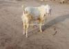Bakra for Qurbani
