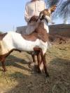 Qurbani k bakra