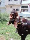 Bakra for sale ...............................